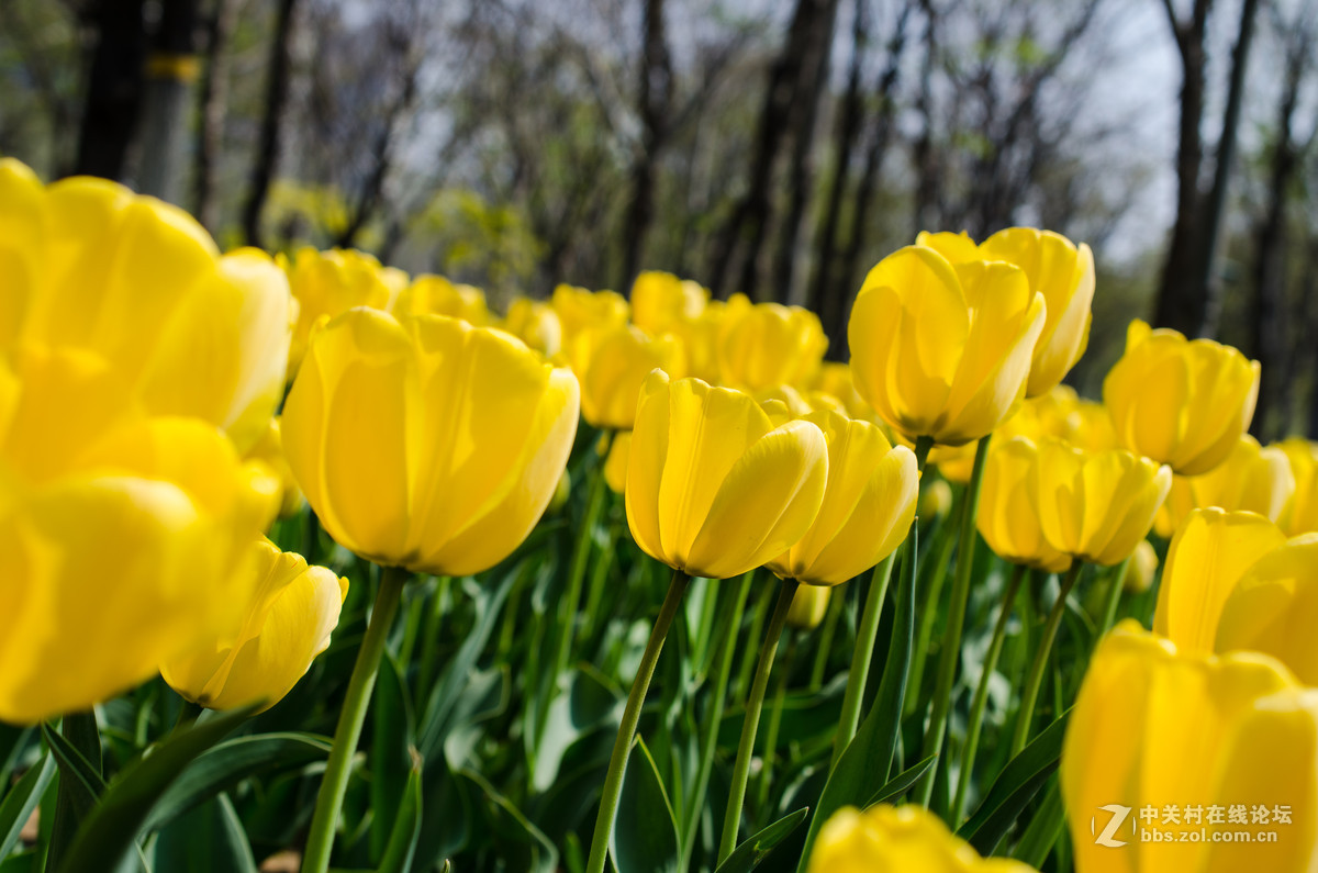 新入40mm，植物园试拍，请大神点评。。