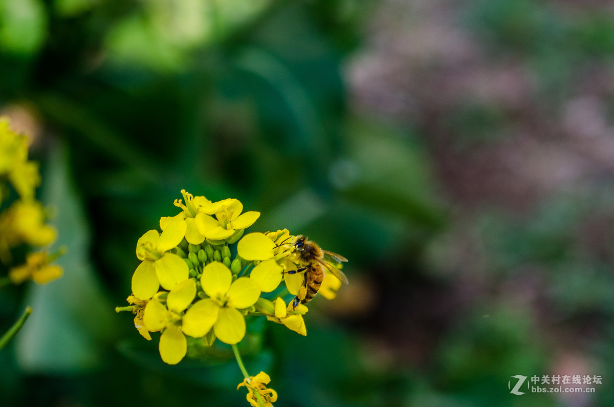 新入40mm，植物园试拍，请大神点评。。