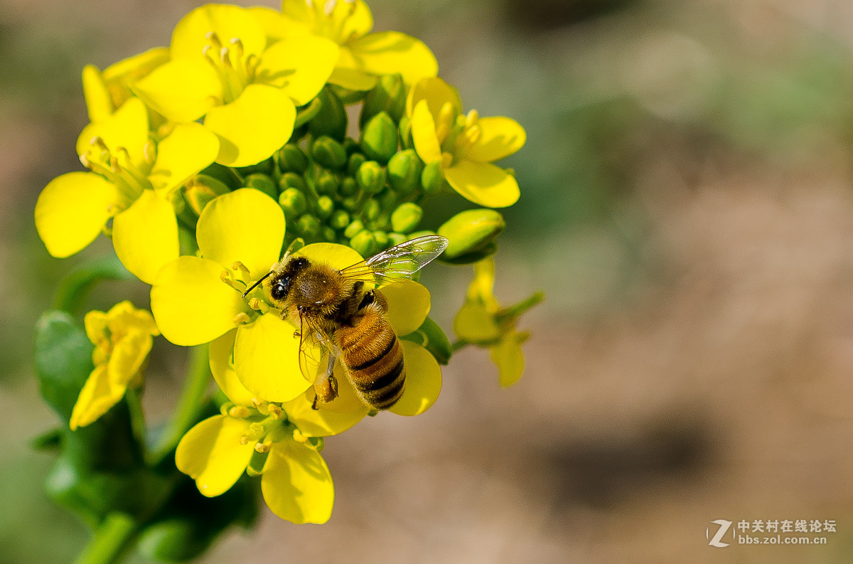 新入40mm，植物园试拍，请大神点评。。