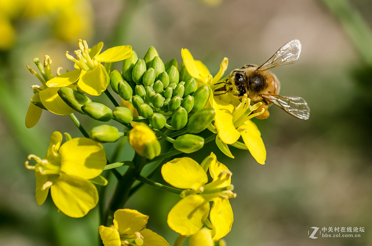 新入40mm，植物园试拍，请大神点评。。