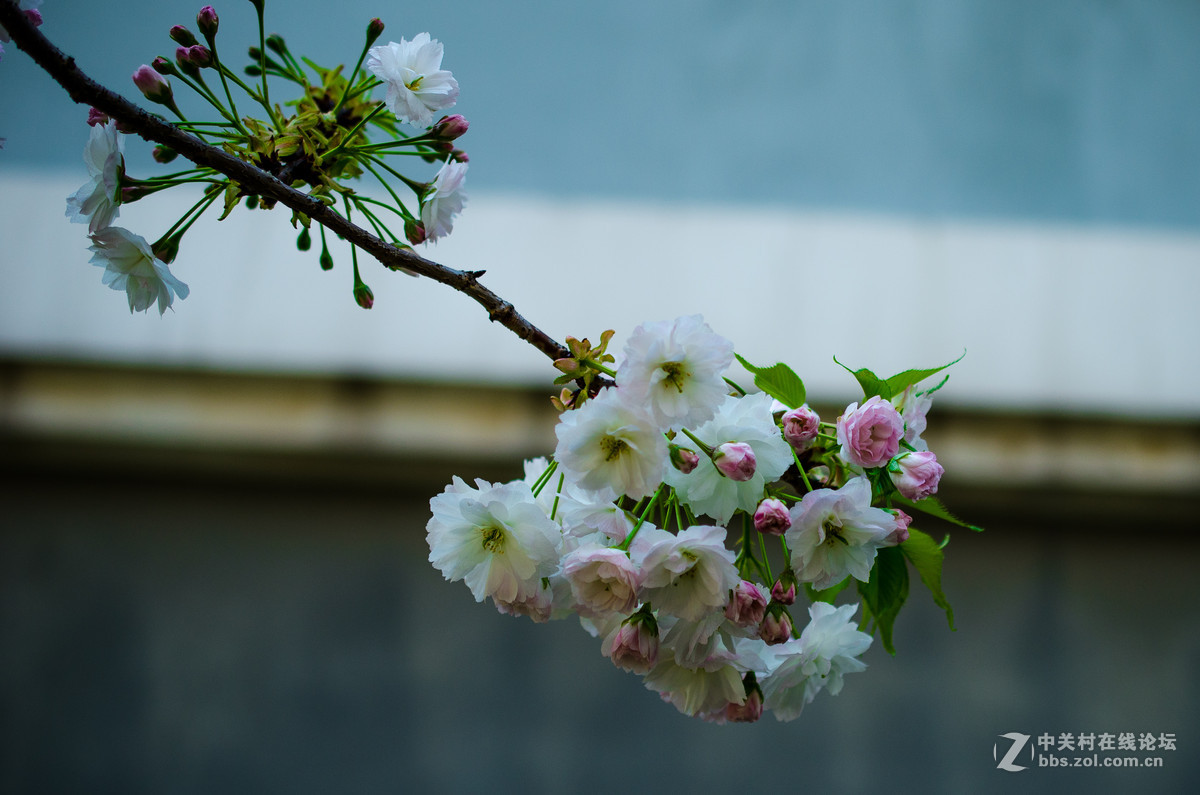 新入40mm，植物园试拍，请大神点评。。