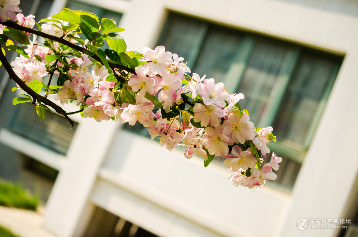 新入40mm，植物园试拍，请大神点评。。