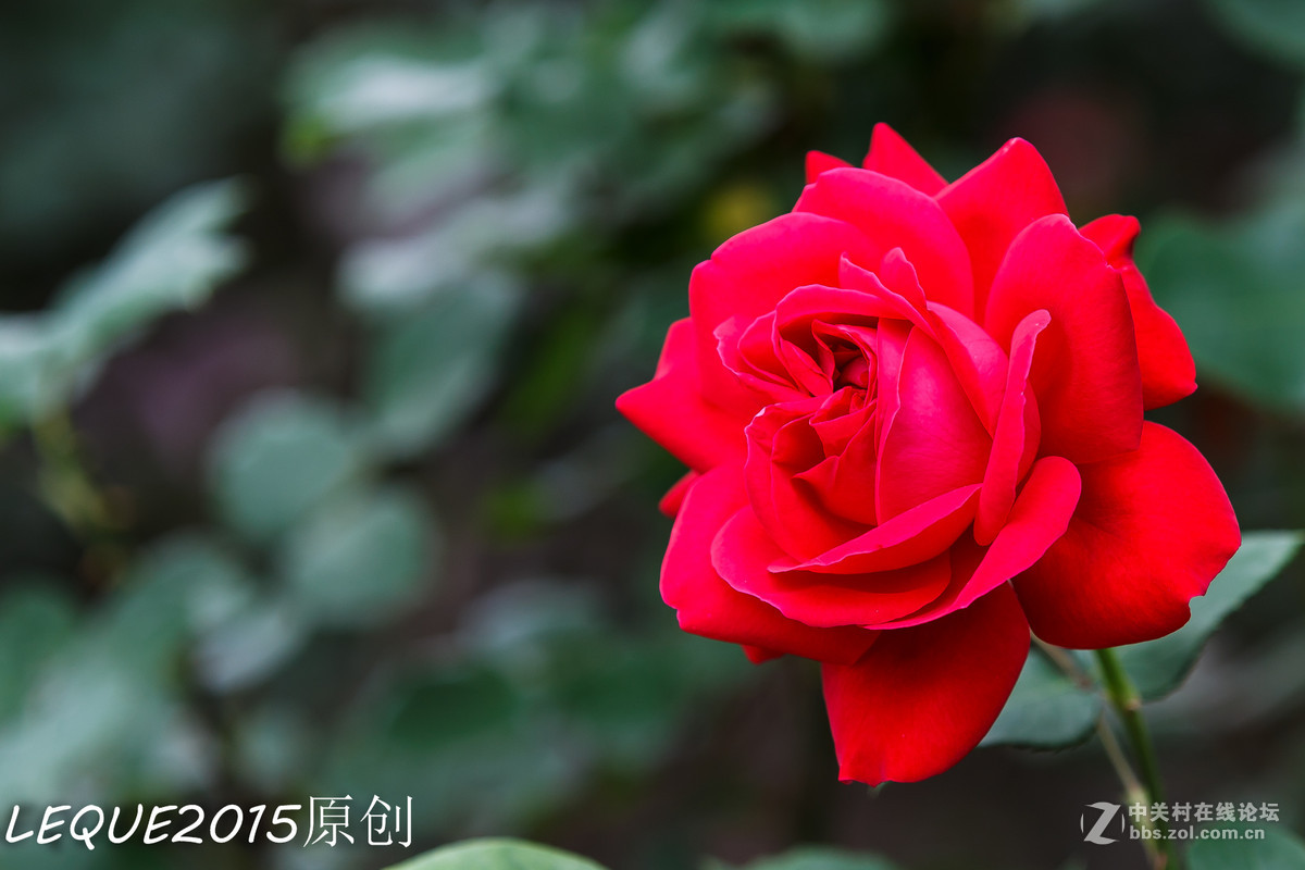 一组习作！恭祝简居陋巷、浮云guo影、款城三位师友履新！