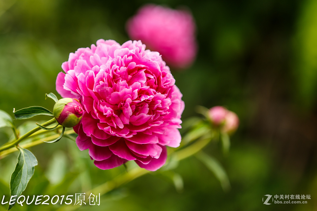 一组习作！恭祝简居陋巷、浮云guo影、款城三位师友履新！