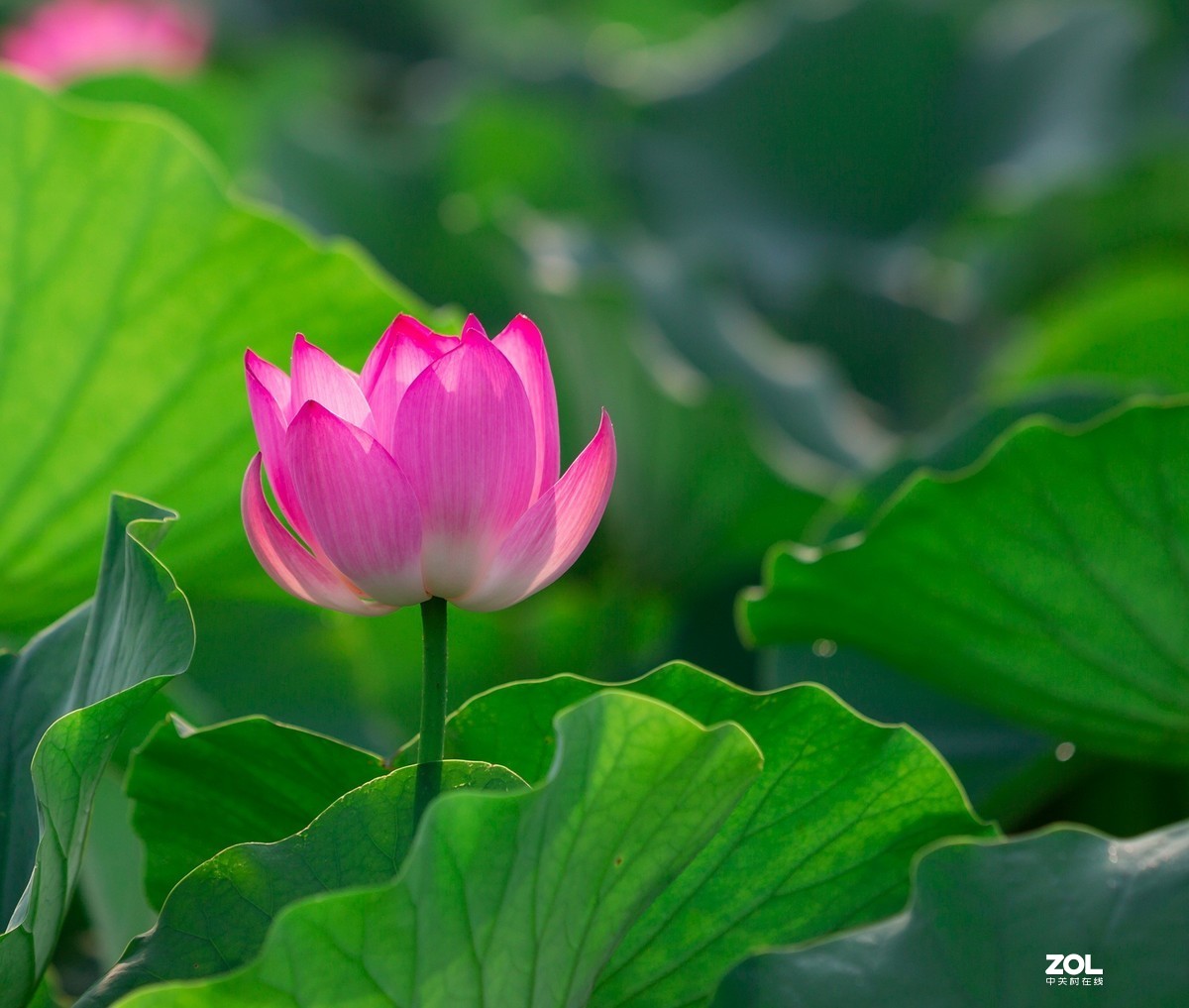 荷花