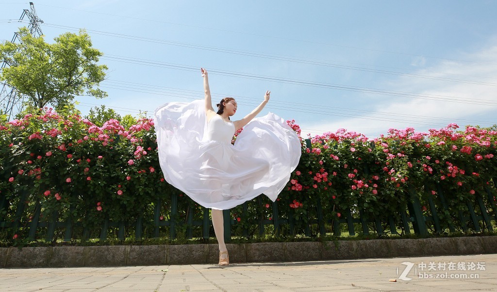 蔷薇花下的舞之美