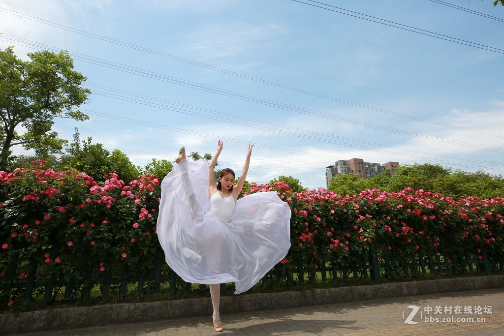 蔷薇花下的舞之美