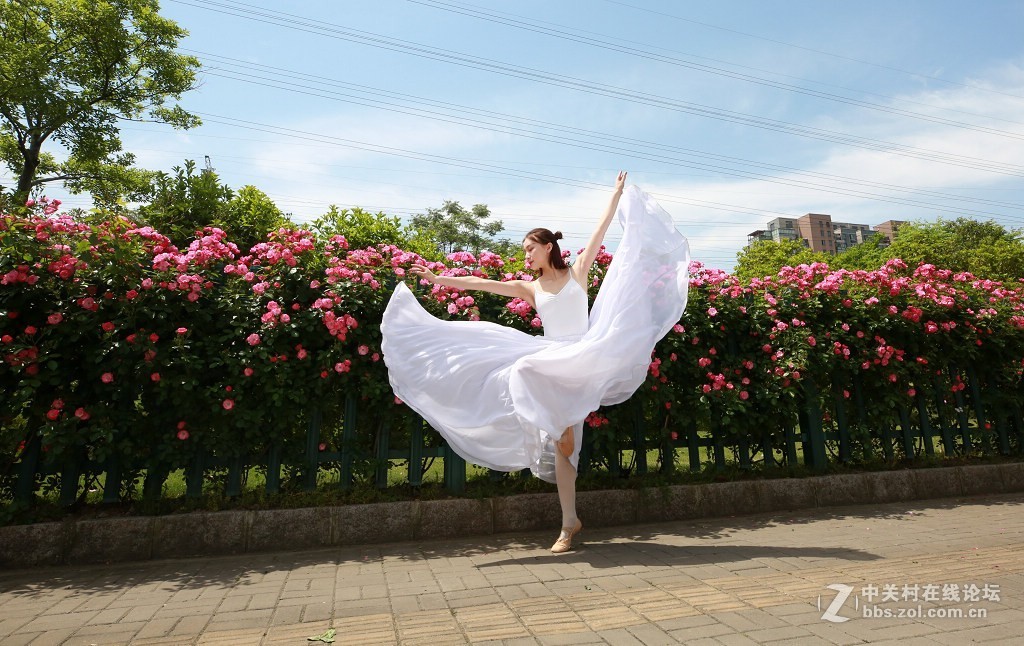 蔷薇花下的舞之美