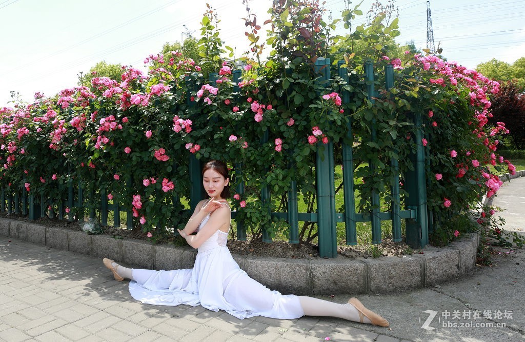 蔷薇花下的舞之美