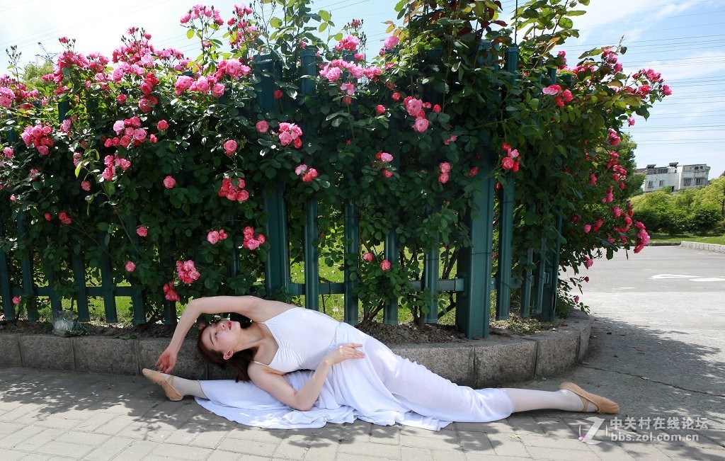 蔷薇花下的舞之美