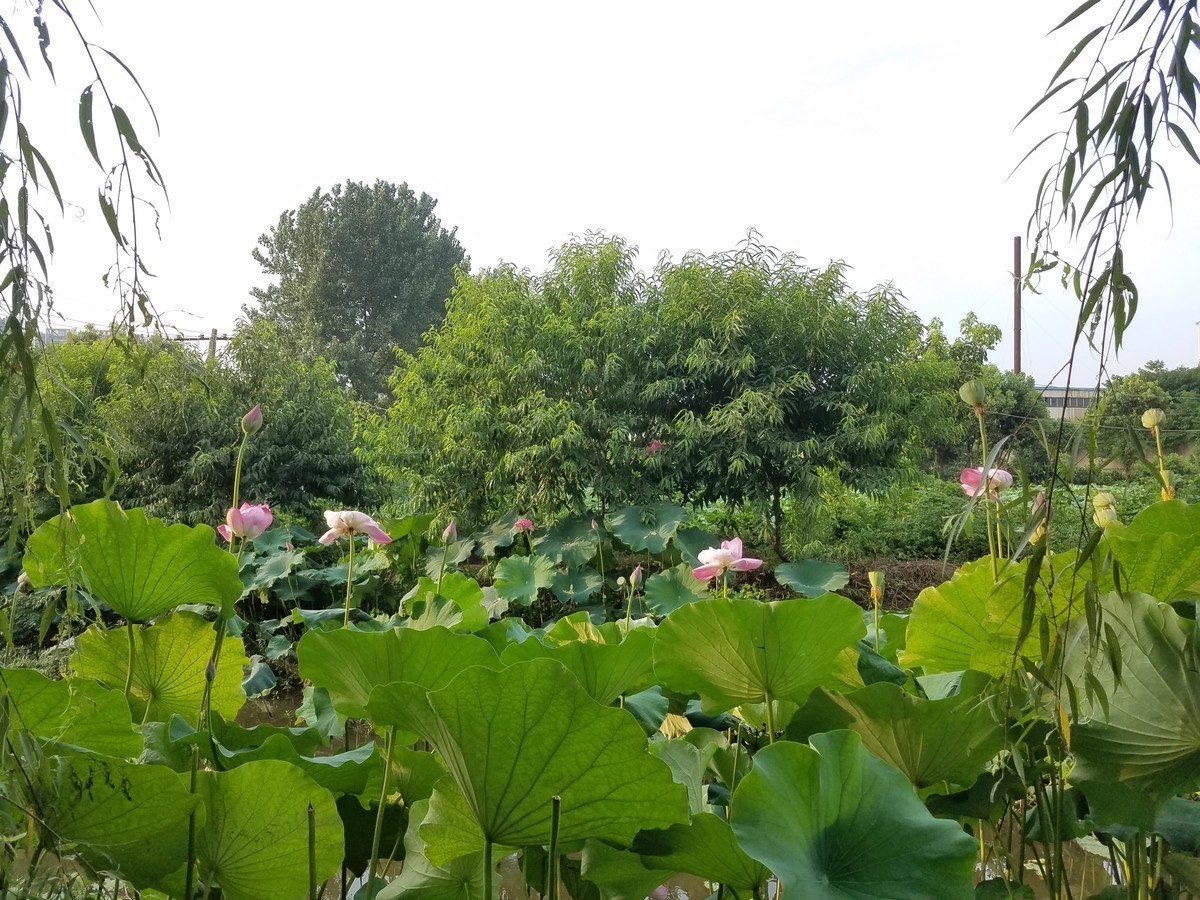 2019莲花争霸（武汉蔡甸区后官湖国家湿地公园）