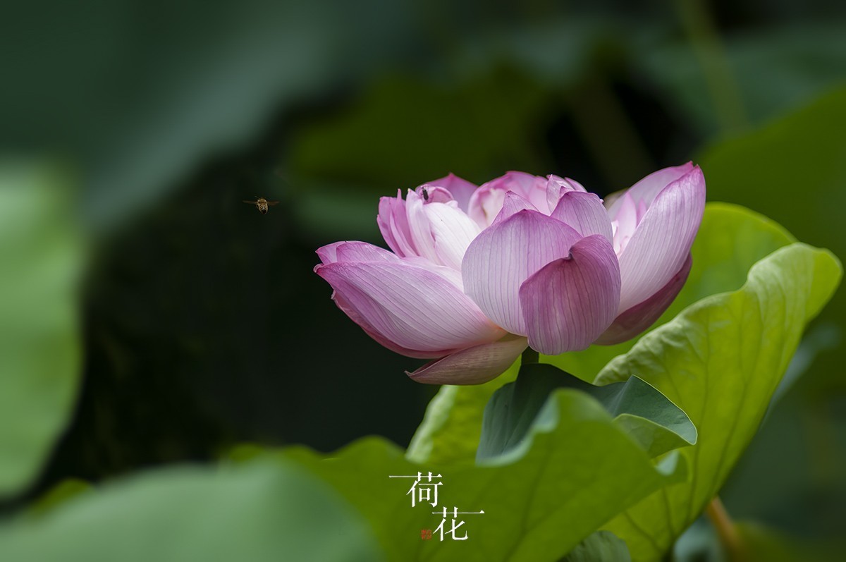 荷花六副