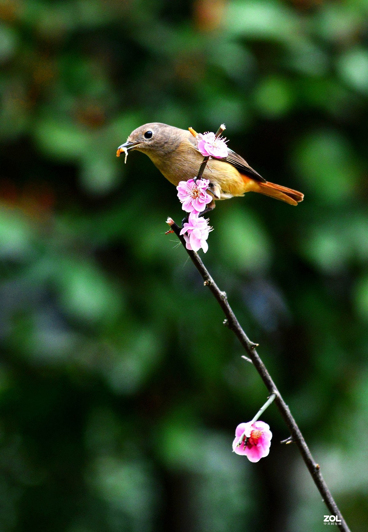 抓拍动态飞翔小北红鸟