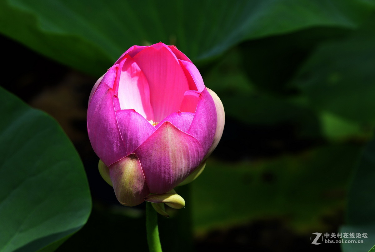 2015荷花系列之八（含苞欲放）