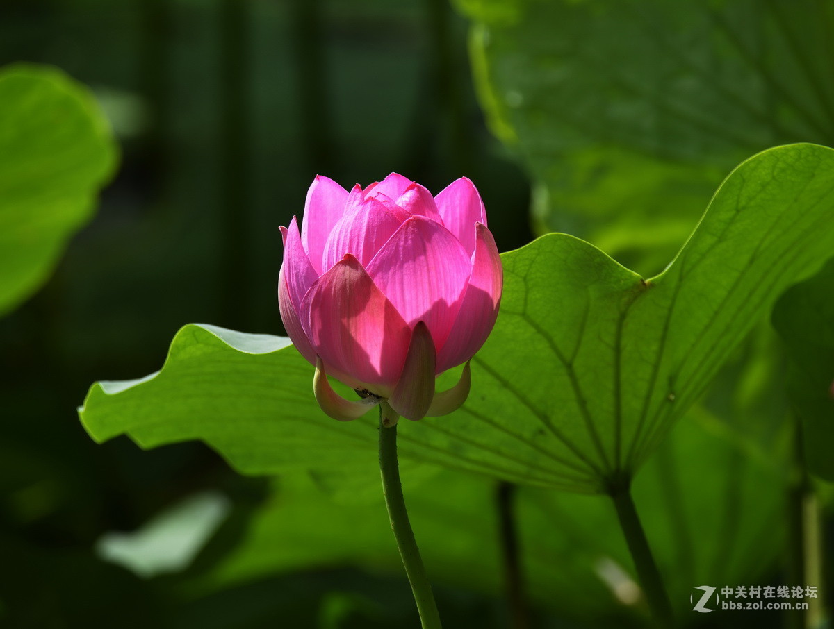 2015荷花系列之八（含苞欲放）