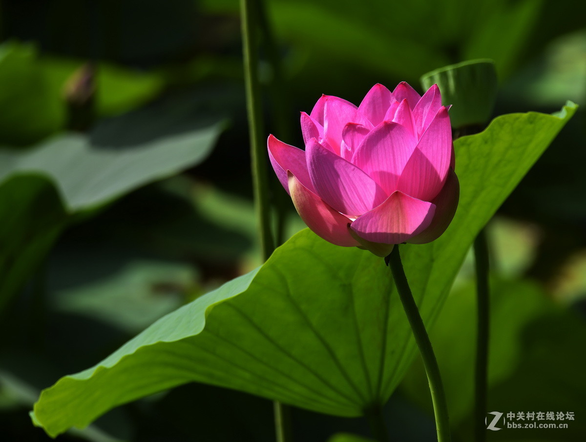 2015荷花系列之八（含苞欲放）