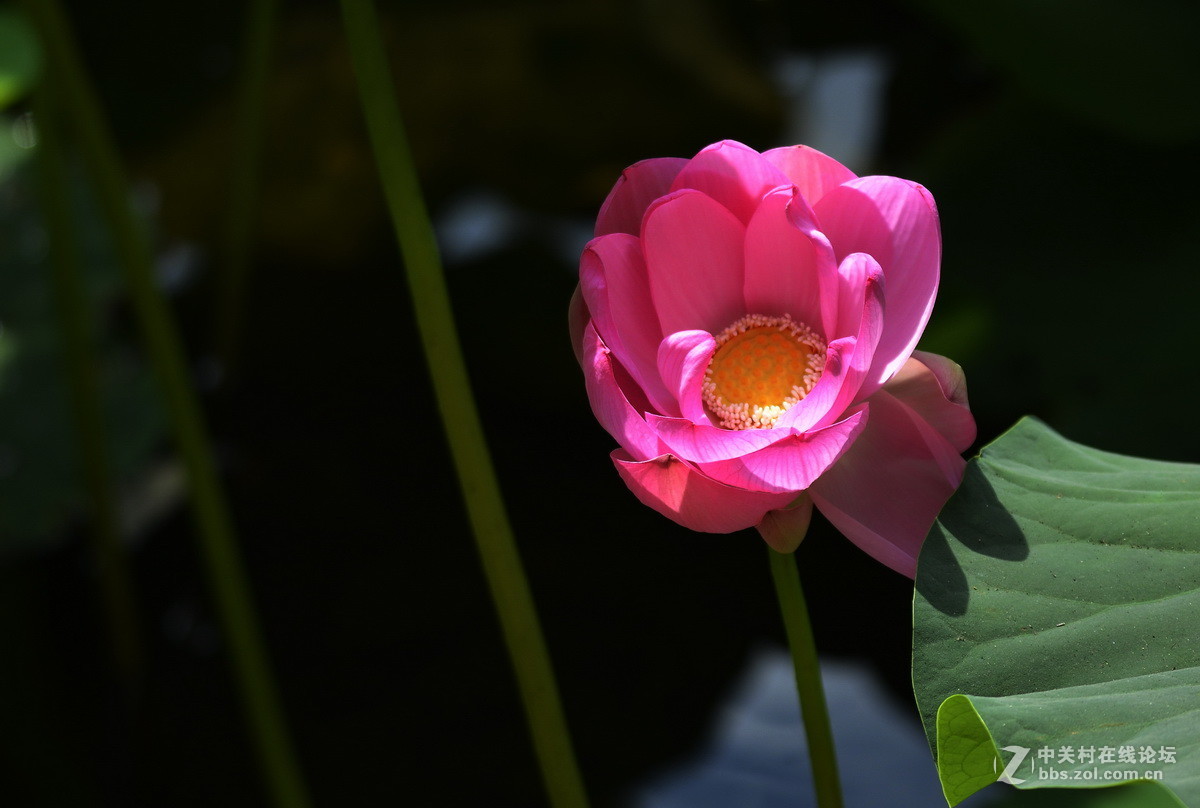 2015荷花系列之八（含苞欲放）