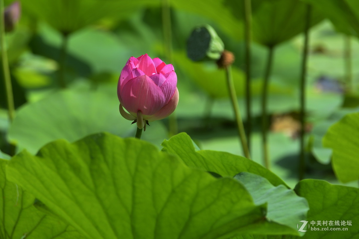 2015荷花系列之八（含苞欲放）