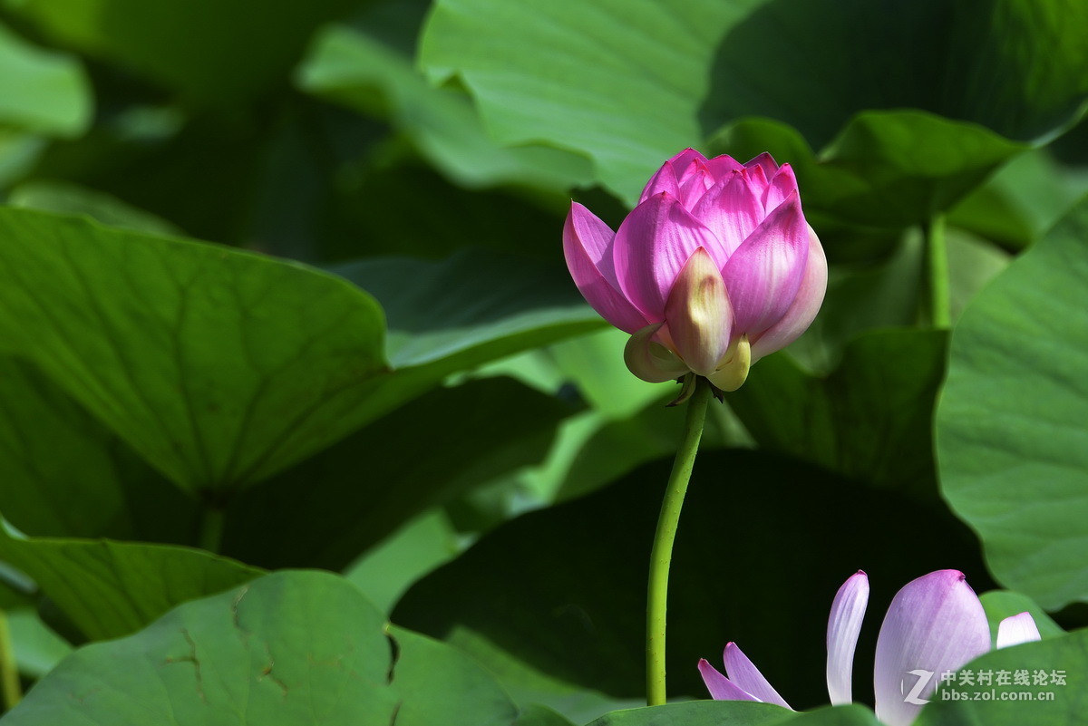2015荷花系列之八（含苞欲放）