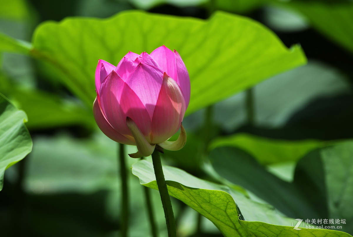 2015荷花系列之八（含苞欲放）