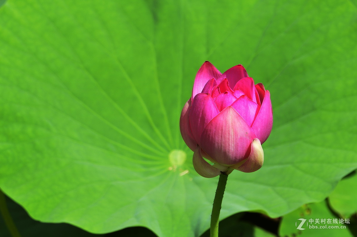 2015荷花系列之八（含苞欲放）