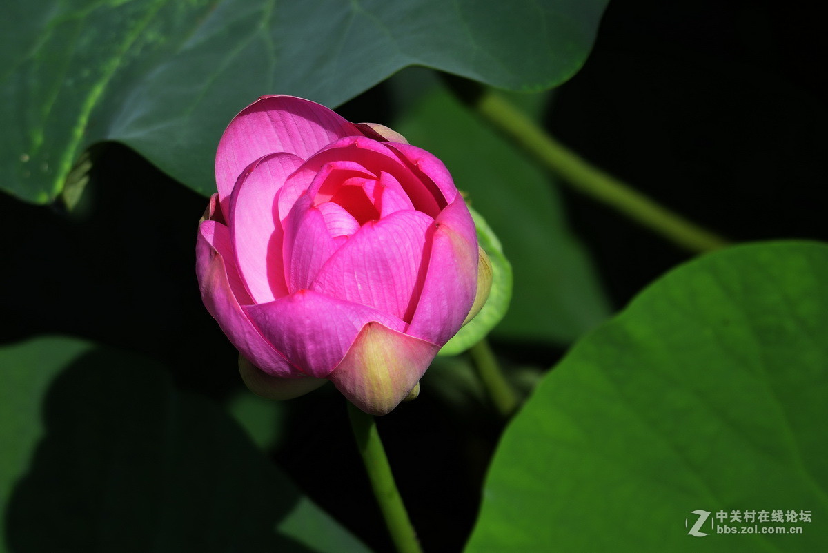 2015荷花系列之八（含苞欲放）