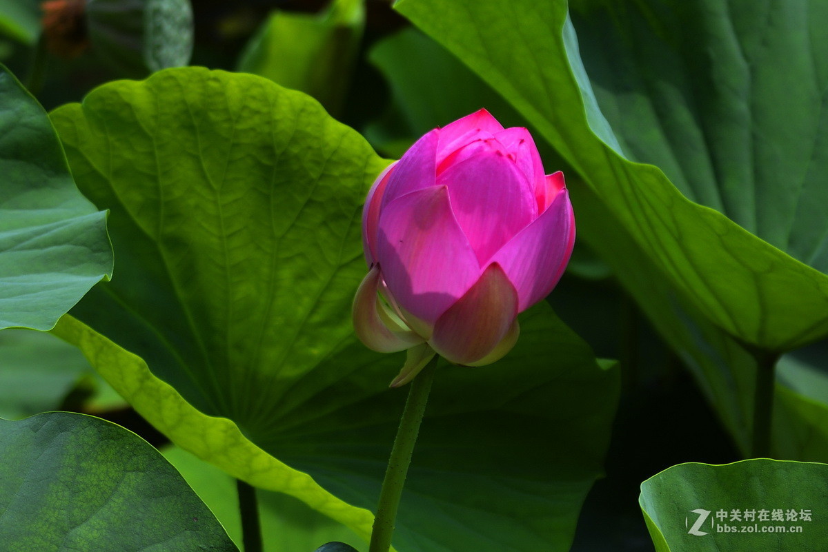 2015荷花系列之八（含苞欲放）