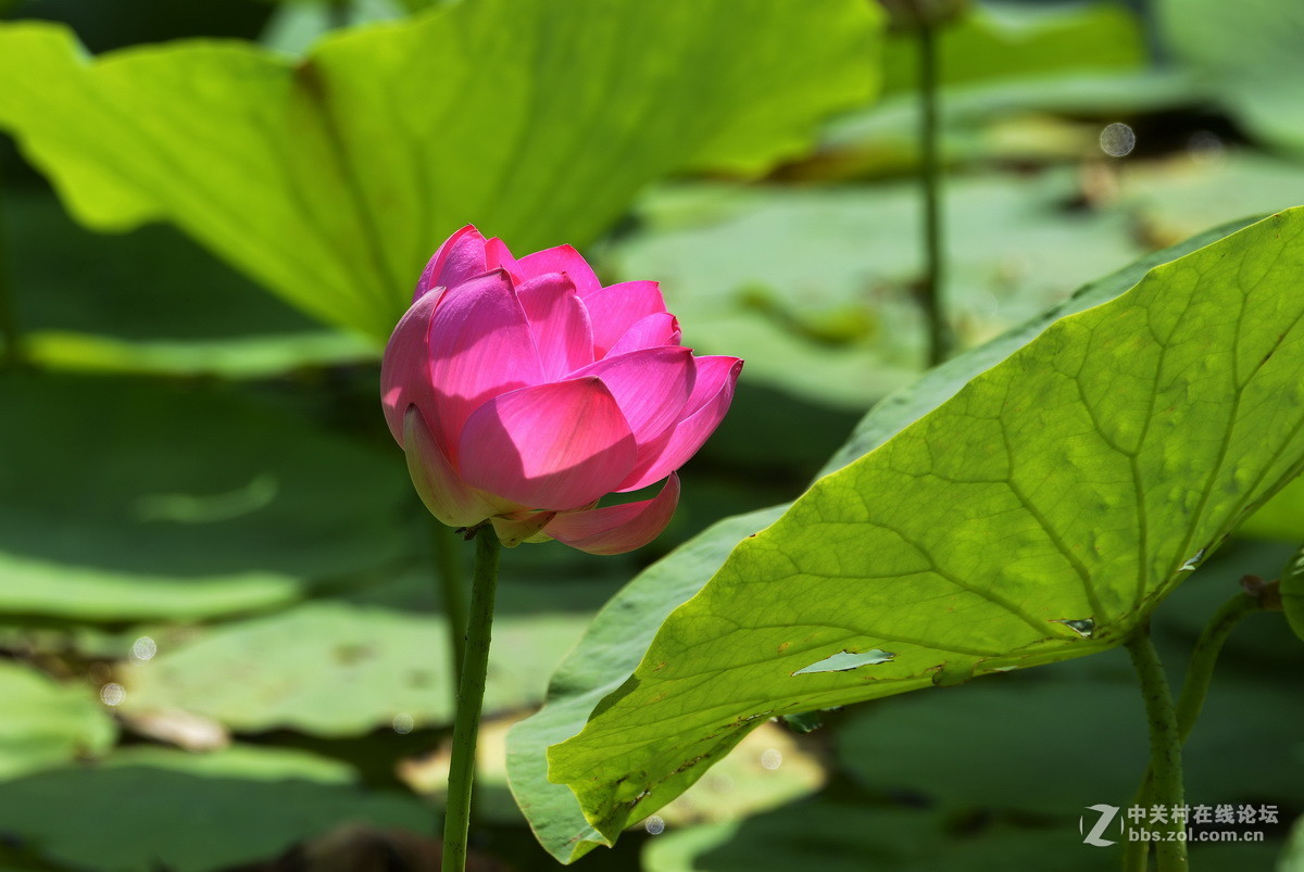 2015荷花系列之八（含苞欲放）