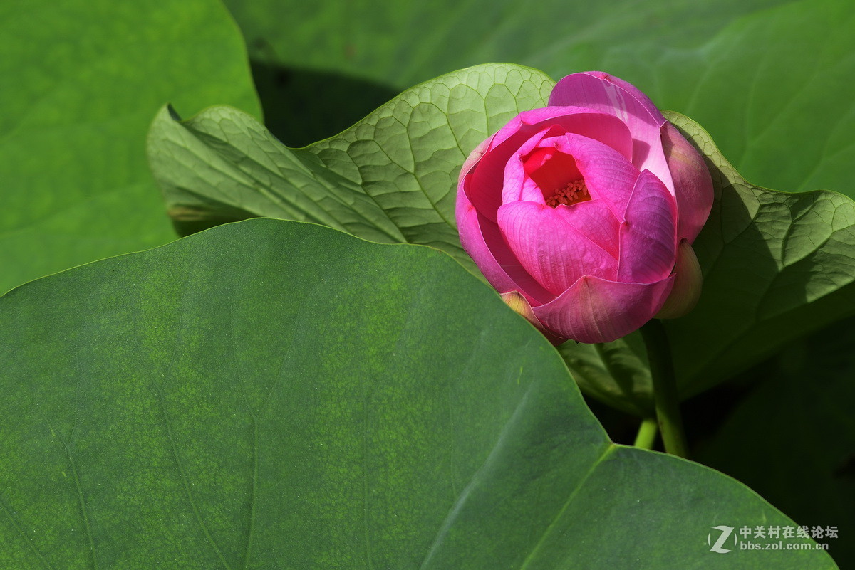 2015荷花系列之八（含苞欲放）