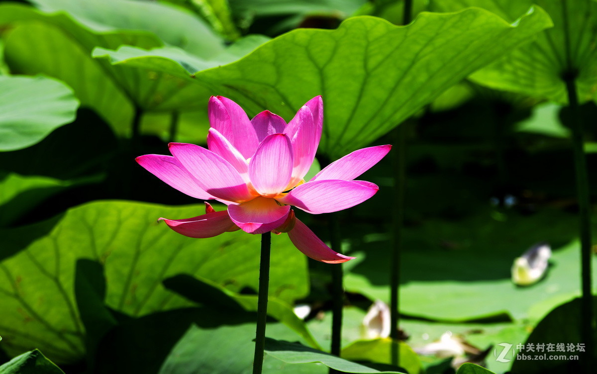 2015荷花系列之八（含苞欲放）