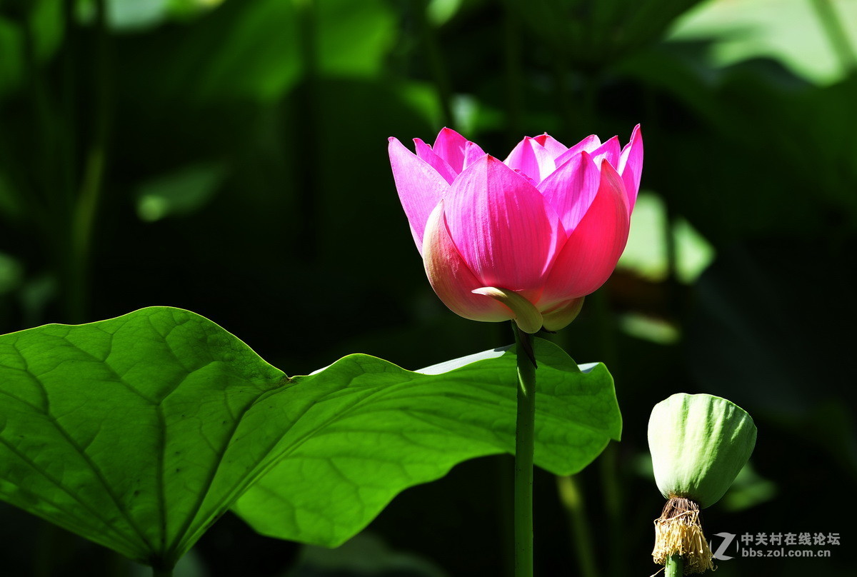 2015荷花系列之八（含苞欲放）