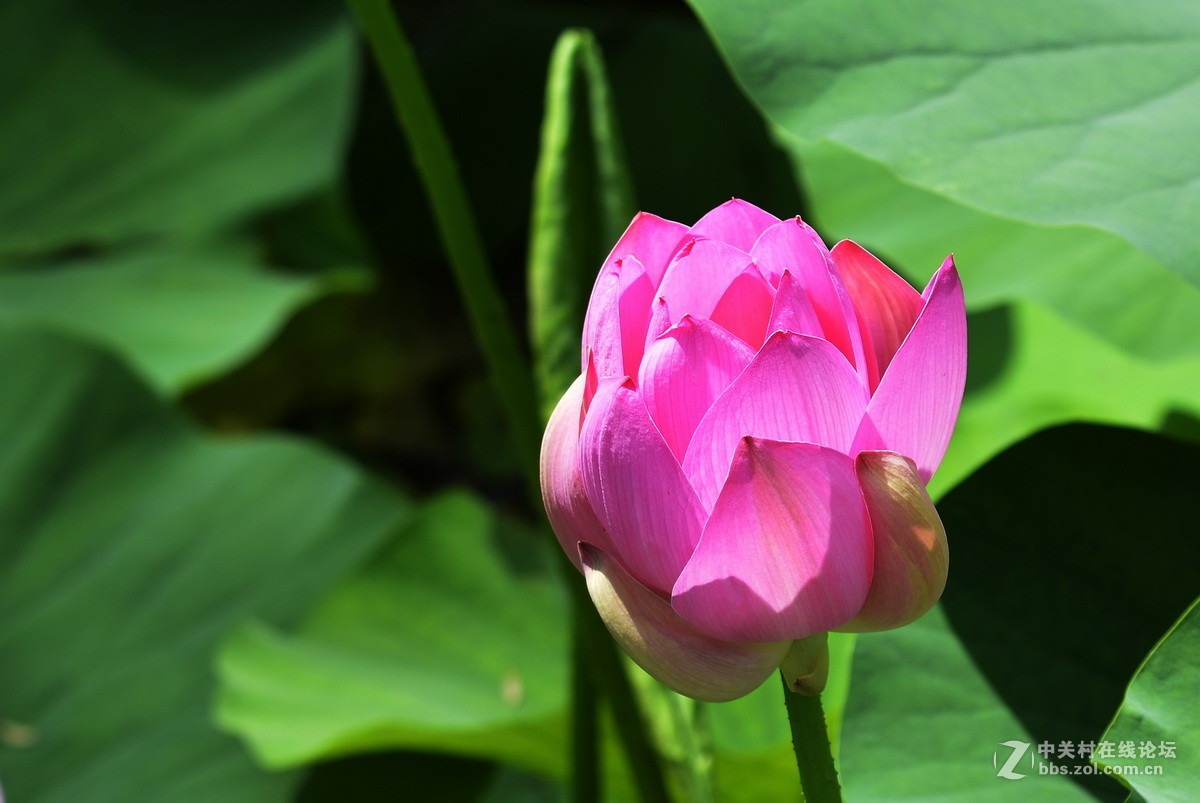 2015荷花系列之八（含苞欲放）