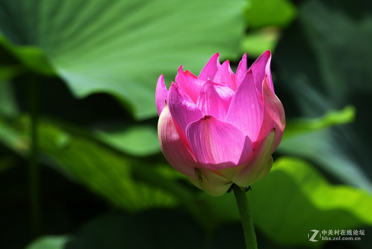 2015荷花系列之八（含苞欲放）