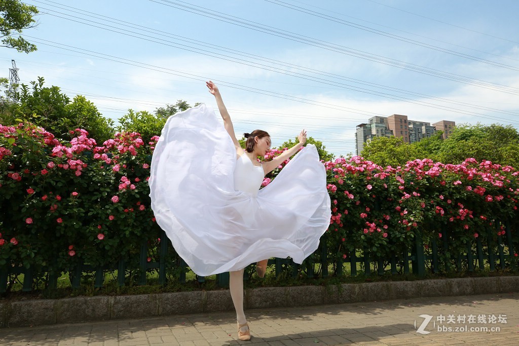 蔷薇花下的舞之美