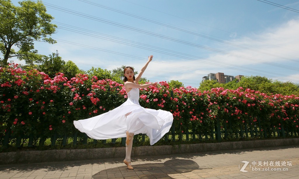 蔷薇花下的舞之美