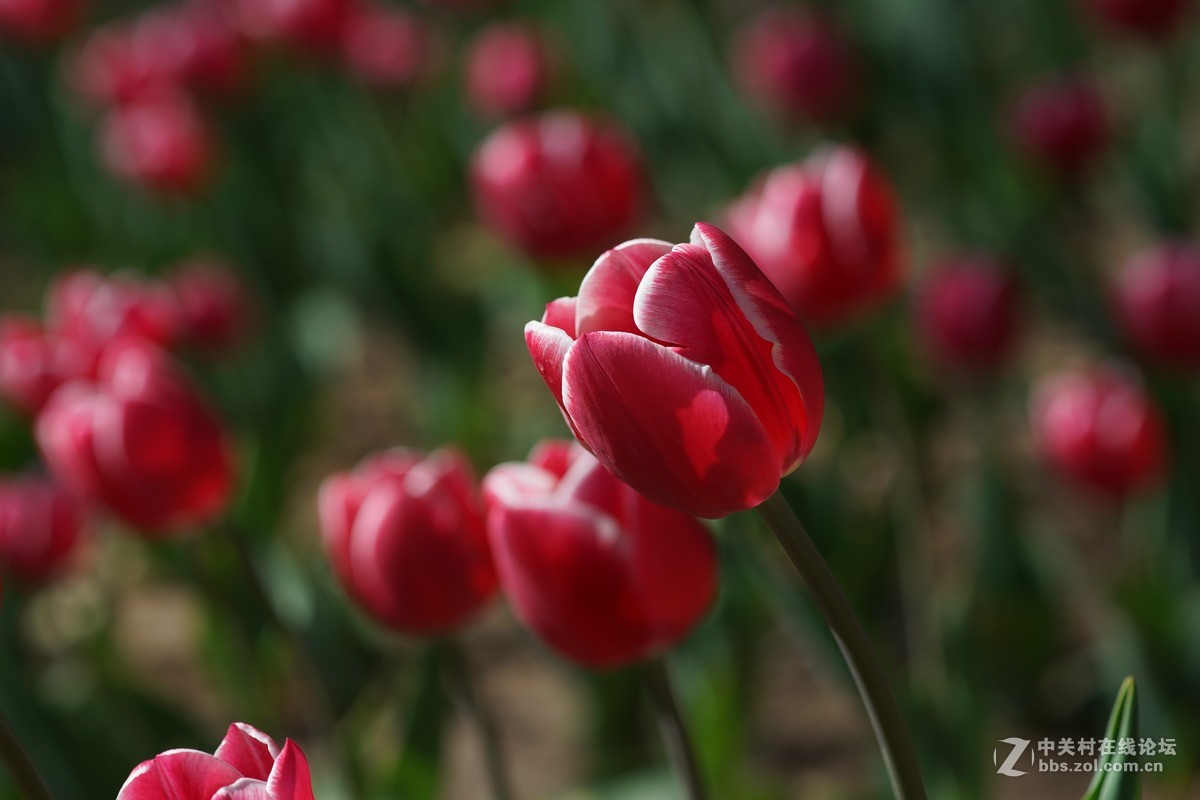 盛放的郁金香和浇花赏花的人