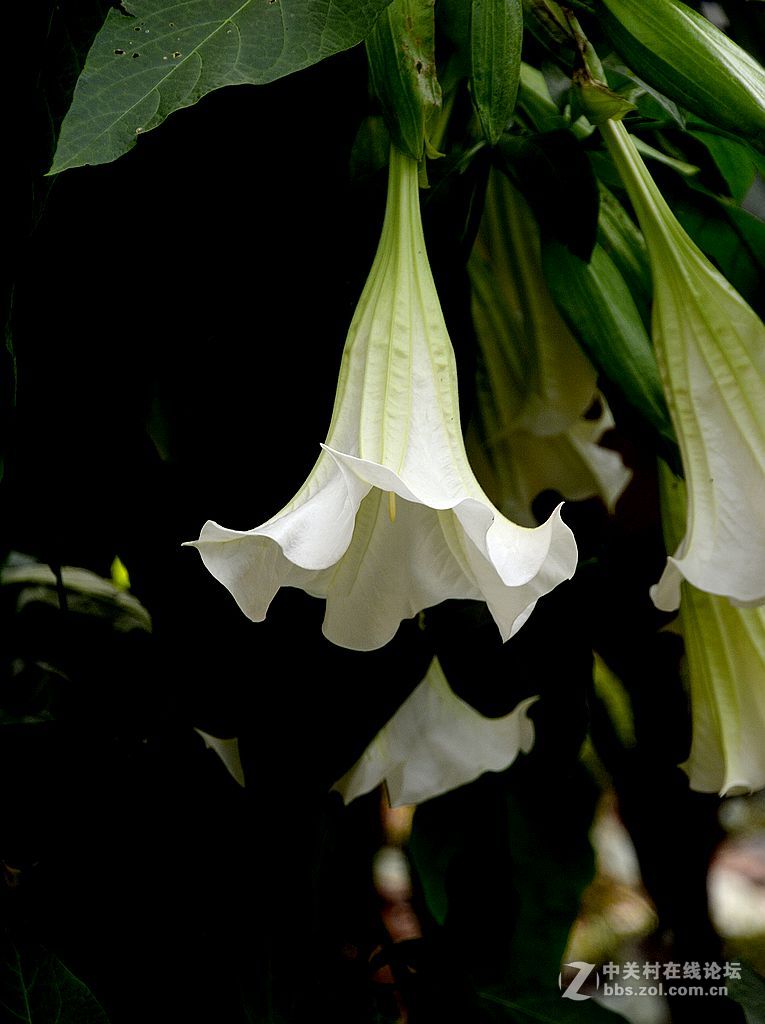 绝情谷中的情花曼院罗花