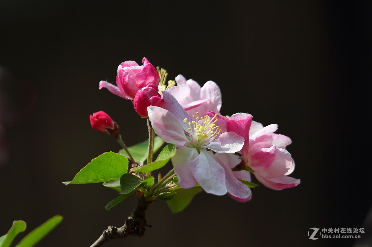 一组海棠花恭贺师友云龙观海荣任精品赏析论坛版主