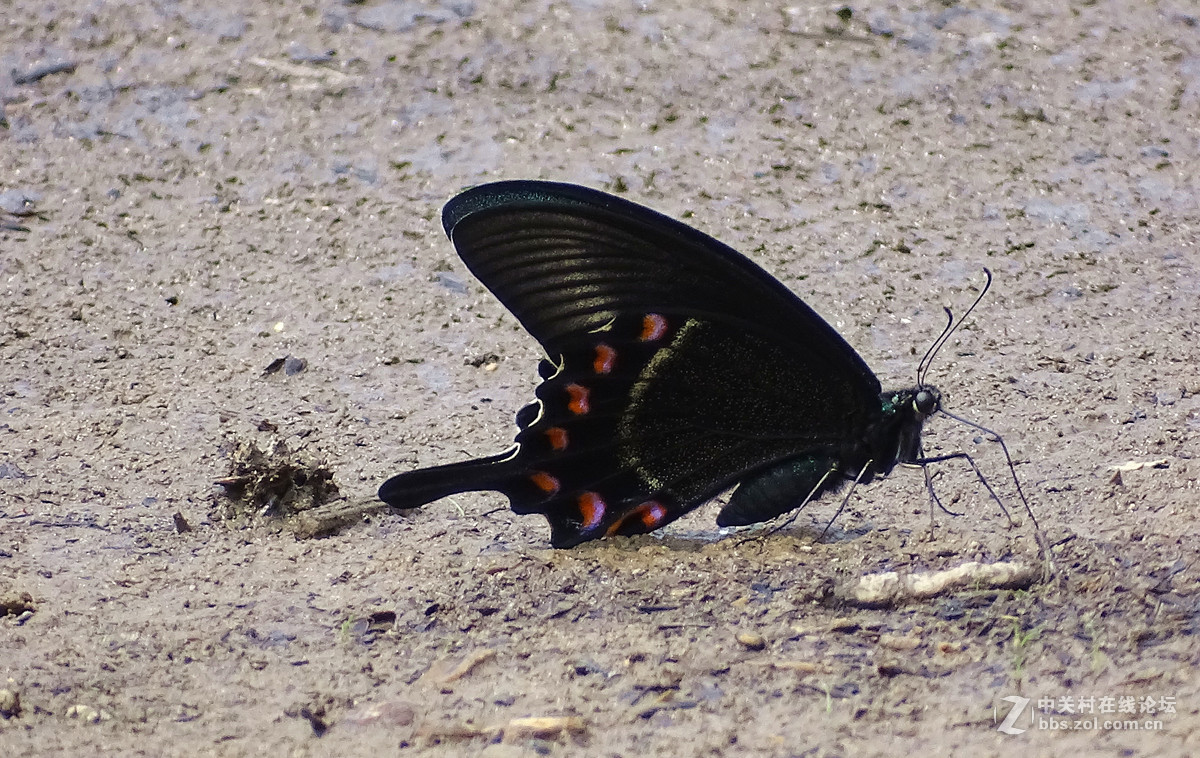 近摄一组金龙寺王蝶蜜蜂