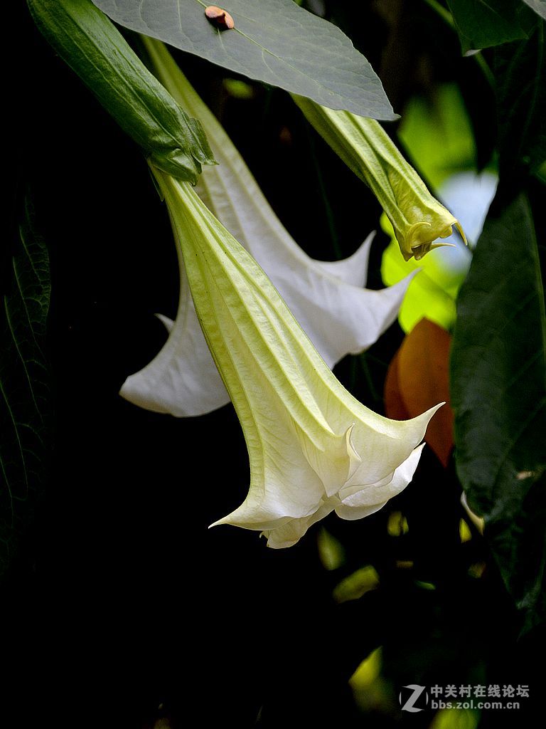 绝情谷中的情花曼院罗花