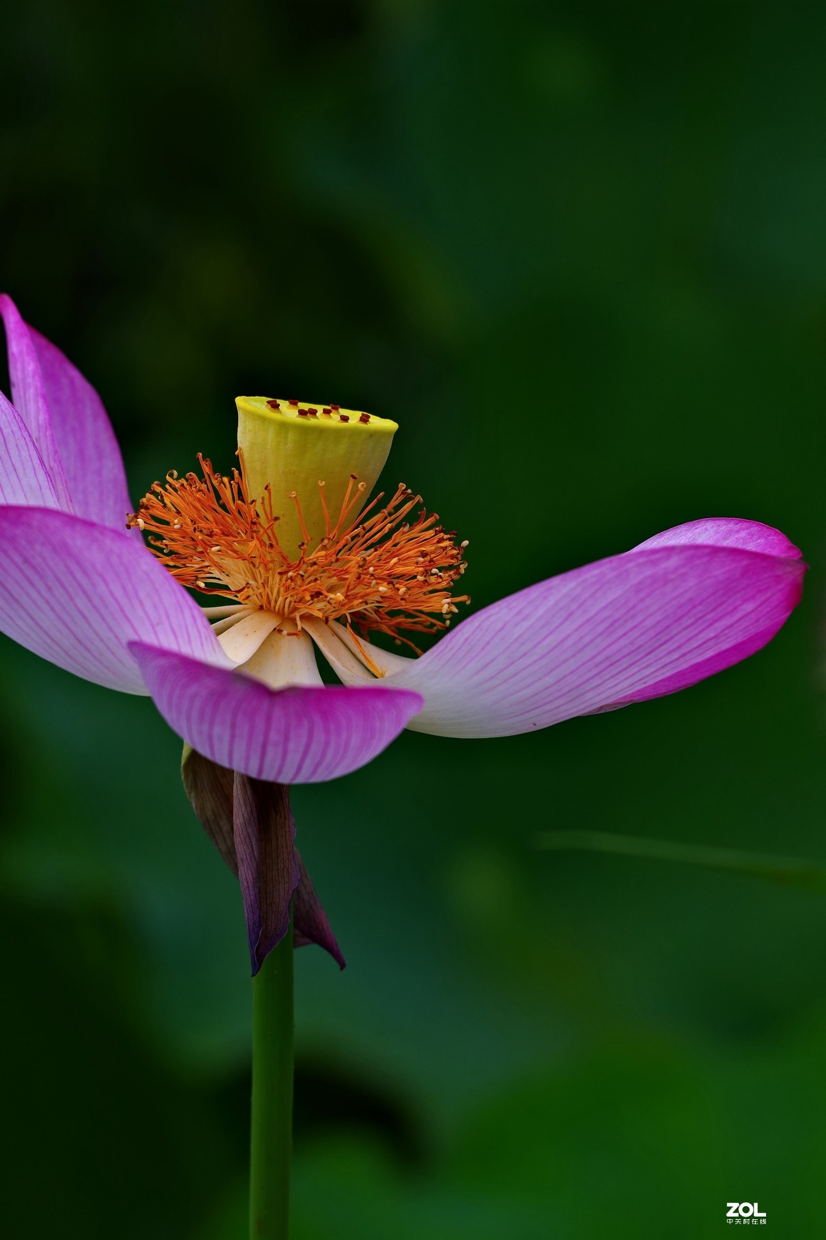 荷花       55-300PLM镜头