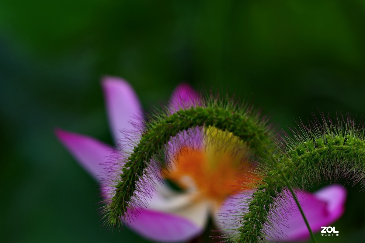 荷花       55-300PLM镜头