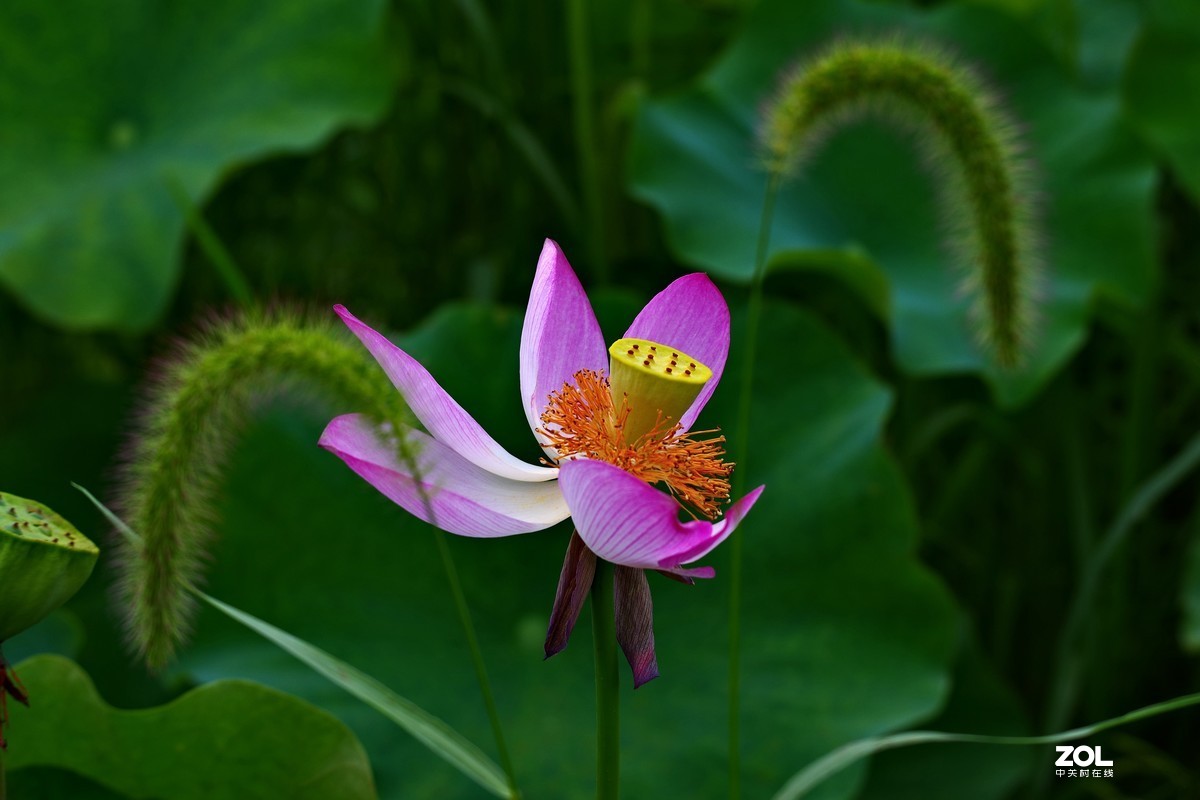 荷花       55-300PLM镜头