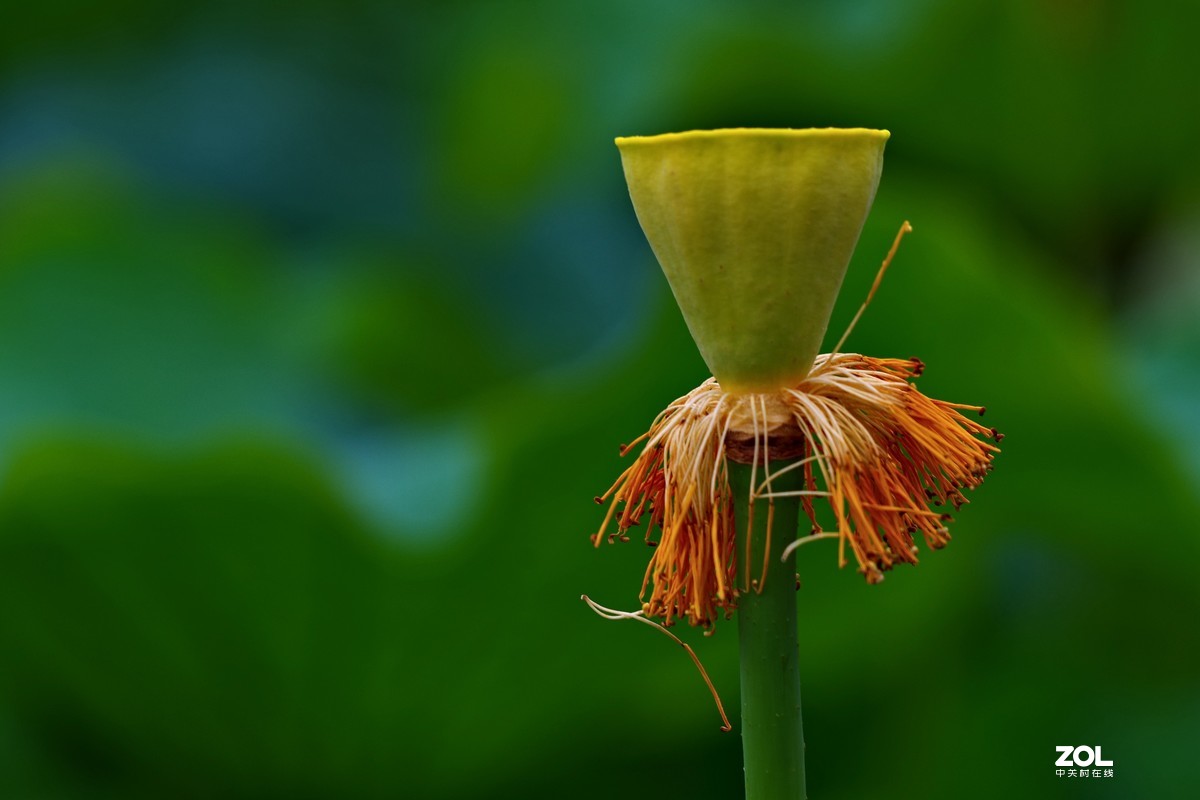 荷花       55-300PLM镜头