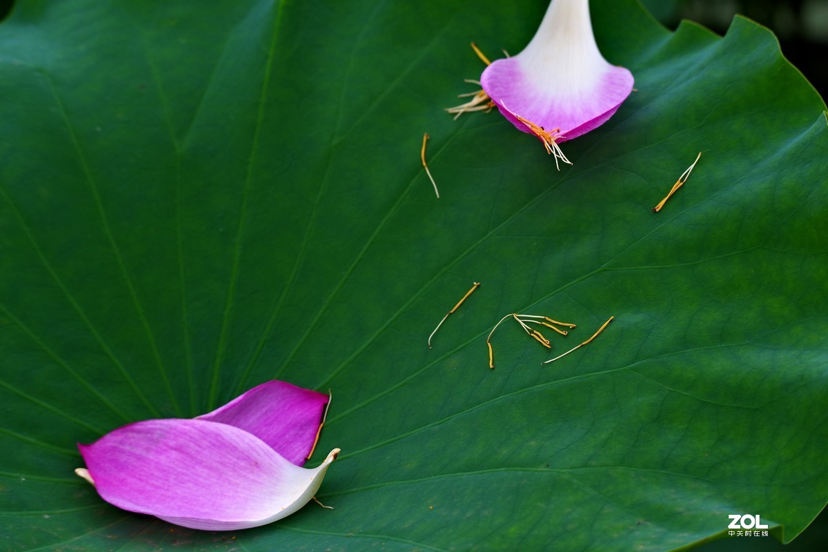 荷花       55-300PLM镜头