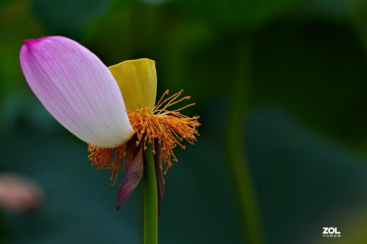 荷花       55-300PLM镜头