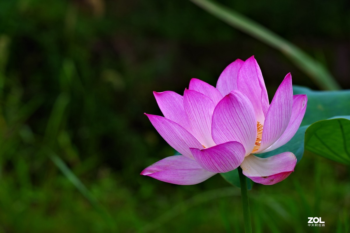 荷花       55-300PLM镜头