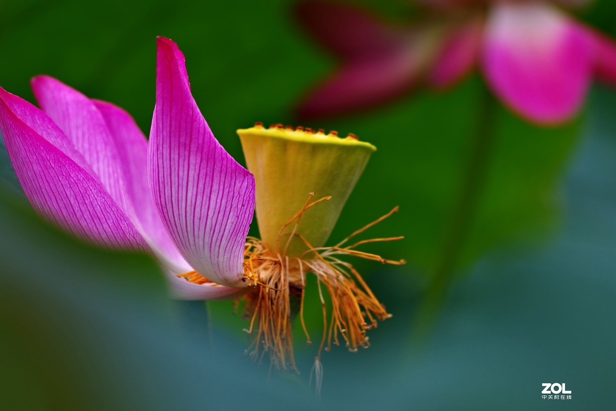 荷花       55-300PLM镜头