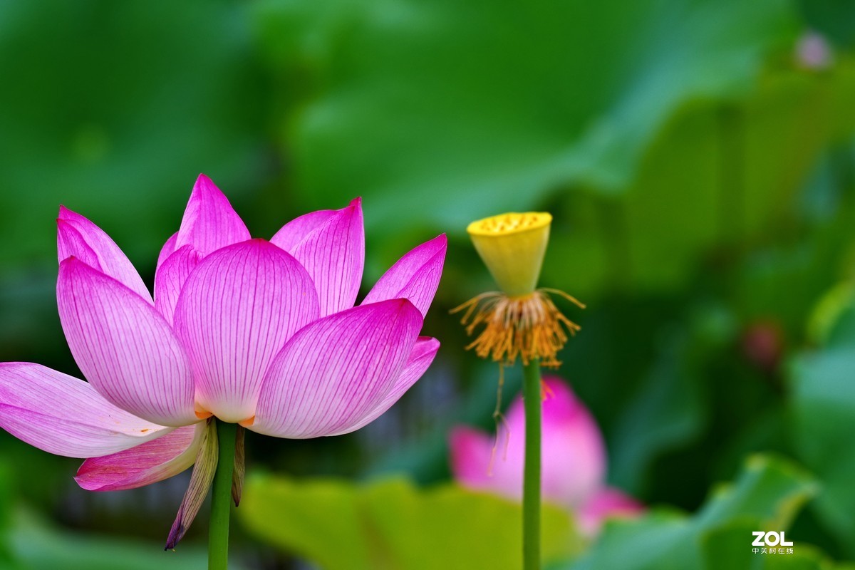 荷花       55-300PLM镜头