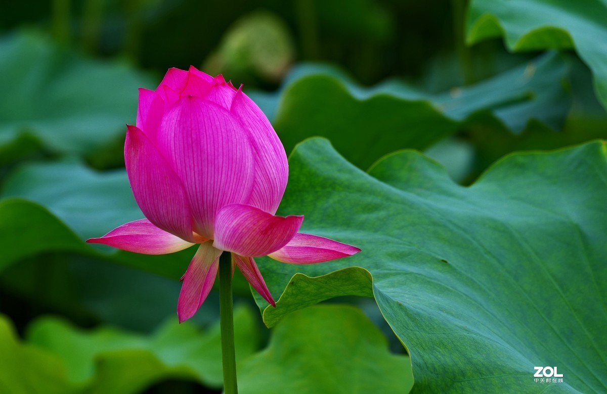 荷花       55-300PLM镜头